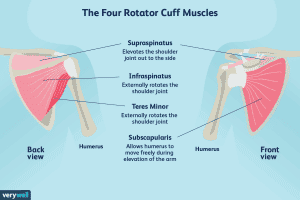 These four rotator cuff muscles work in harmony to stabilize and facilitate various movements of the shoulder, ensuring its flexibility and strength.