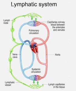 Circulation of Lymphatic Fluid