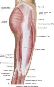 The outside of the upper leg (right), showing the various muscles attaching from the hip to the knee and around the fibular head.
