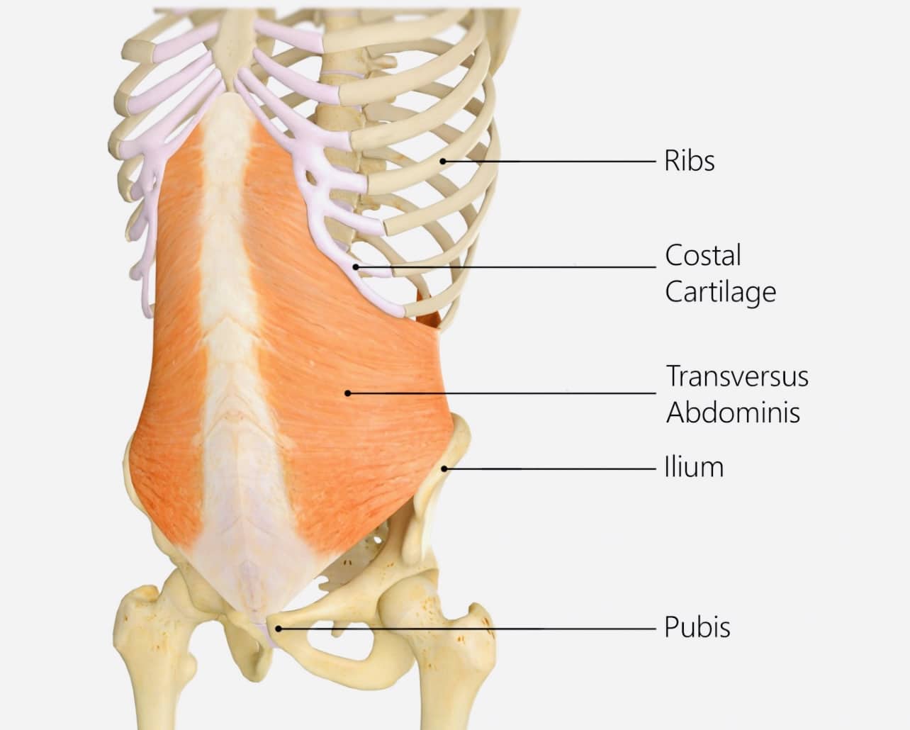 A cross-sectional view of the torso, focusing on the abdominal region. The transverse abdominis muscle, depicted in shades of red, lies deep within the abdominal wall.