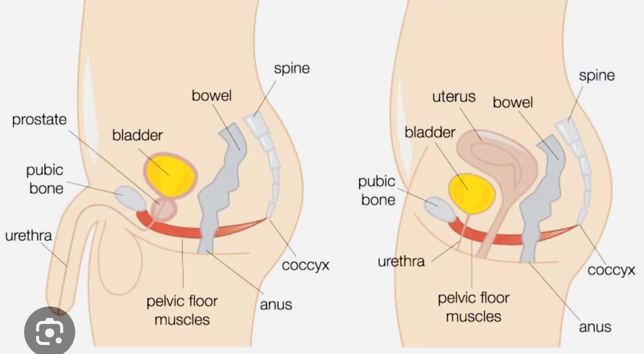 A simplified anatomical illustration showing the pelvic region. Highlighted muscles of the pelvic floor, such as the pubococcygeus and iliococcygeal, are displayed.
