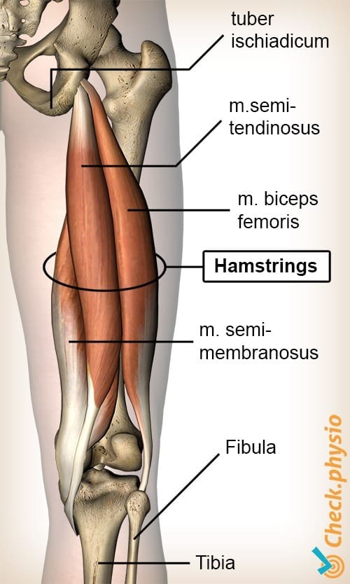The connection between the hamstrings the pelvis and the knees