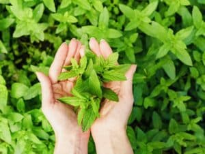 A close-up view of vibrant Tulsi leaves, nature's remedy for stress relief, immune support, and overall well-being.