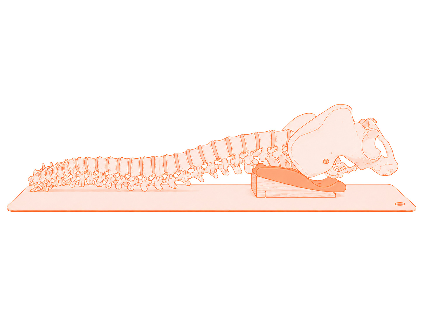 forward tilt of pelvis and spine on the backaid device