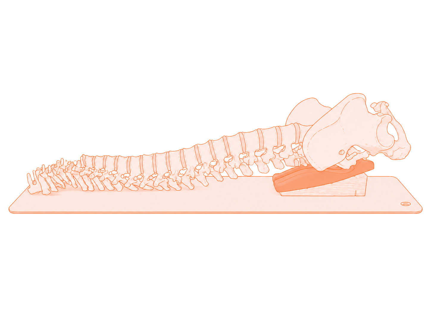 backward tilt of pelvis and spine on the backaid device