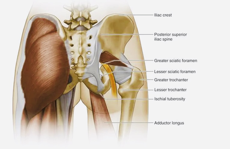 What Is the Iliac Crest?