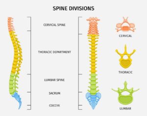 Pain From the Lower Spine